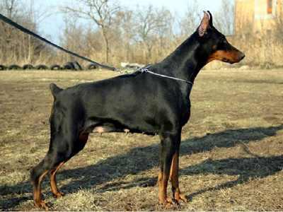 Donna Fatima v. Hunnoterra | Black Doberman Pinscher