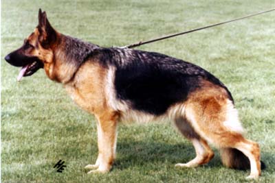 Saskia vom Bierstadter Hof | German Shepherd Dog 