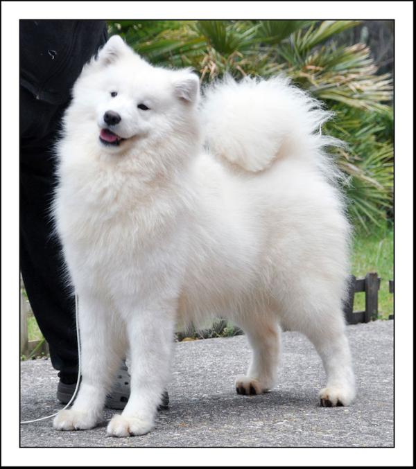 De Villaodon Secret Cool | Samoyed 