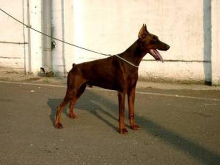 Apophis v. Zwilling | Brown Doberman Pinscher