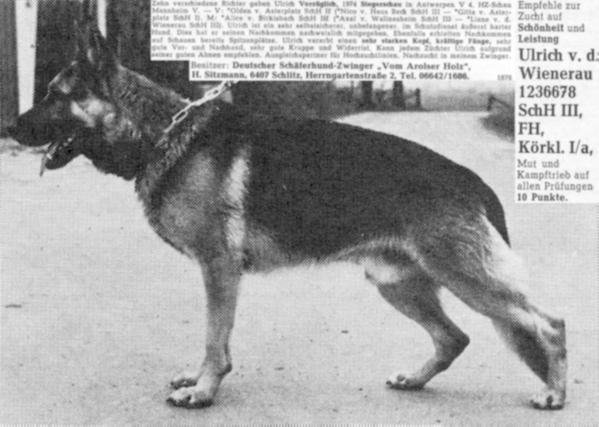 Ulrich von der Wienerau | German Shepherd Dog 