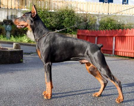 Sant Kreal Janychar | Black Doberman Pinscher