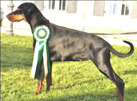 Irinland Olympia | Black Doberman Pinscher