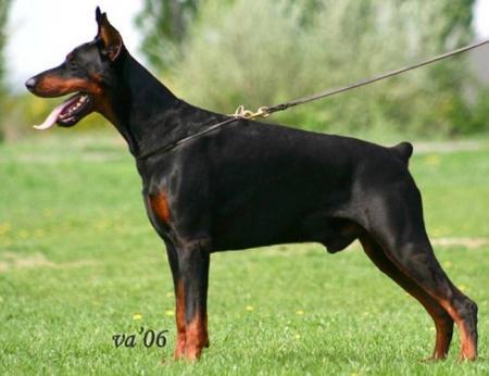 Tahi-Réme Churchill | Black Doberman Pinscher