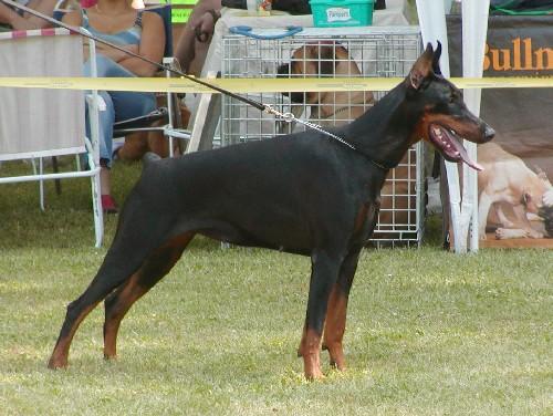 India v. Karpatia | Black Doberman Pinscher