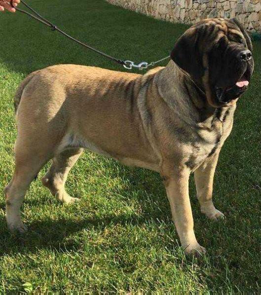 BORA (SEGURA) | Mastiff 