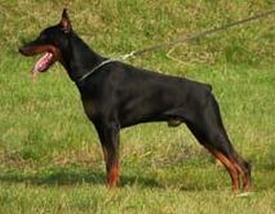 Insel v. Karpatia | Black Doberman Pinscher