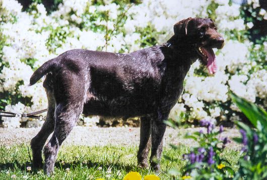 Diana vom Gehrenberg | German Wirehaired Pointer 