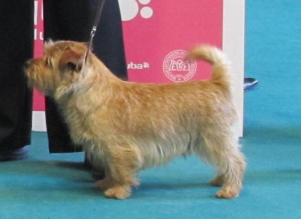 Exactly You Britzes Best | Norfolk Terrier 