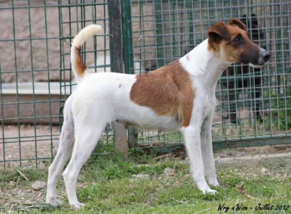 Falaen de Soleilmont | Smooth Fox Terrier 