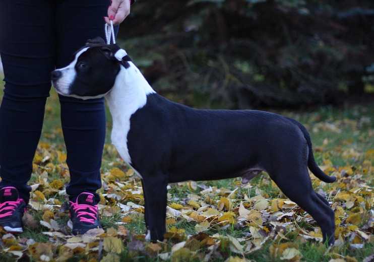 Dok's Pride Simply The Best | American Staffordshire Terrier 