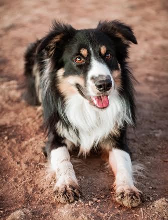 Dashing Nash ABC373845 | Border Collie 