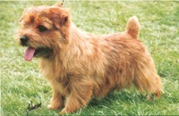 Jaeva Duty Free | Norfolk Terrier 