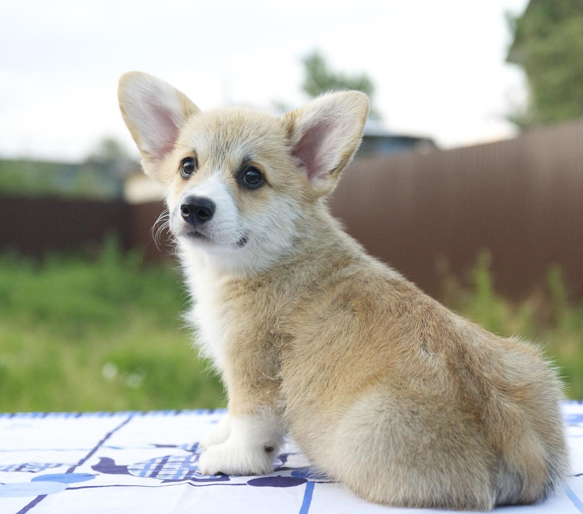TIM PRIDE RICHARD LIONHEART | Pembroke Welsh Corgi 