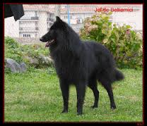 Jeff de Belliamici | Belgian Groenendael 