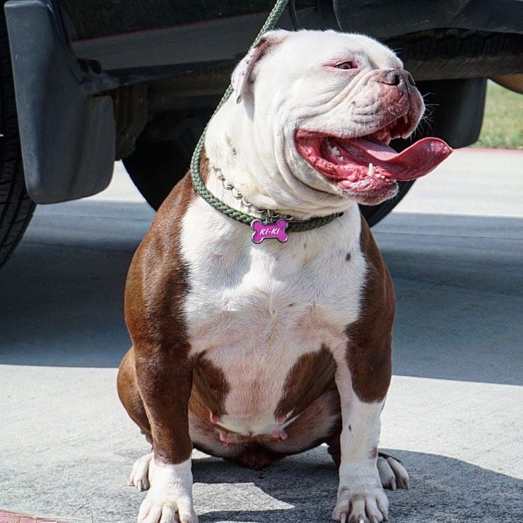 RMB’s Kiki | Olde English Bulldogge 