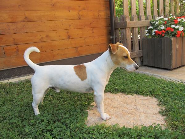 Leon | Jack Russell Terrier 