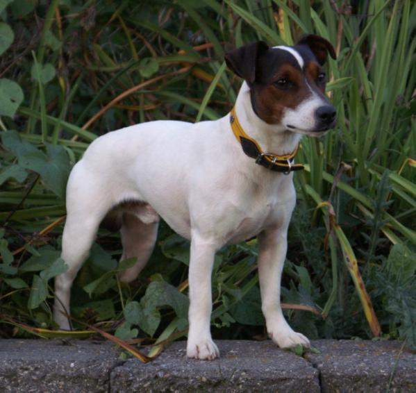 Cher Car’s 38 Special v Gemini | Parson Russell Terrier 