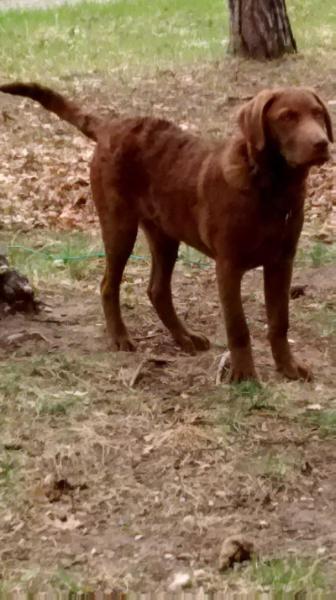 AZIZA'S TENNESSEE LOCKED AND LOADED | Chesapeake Bay Retriever 