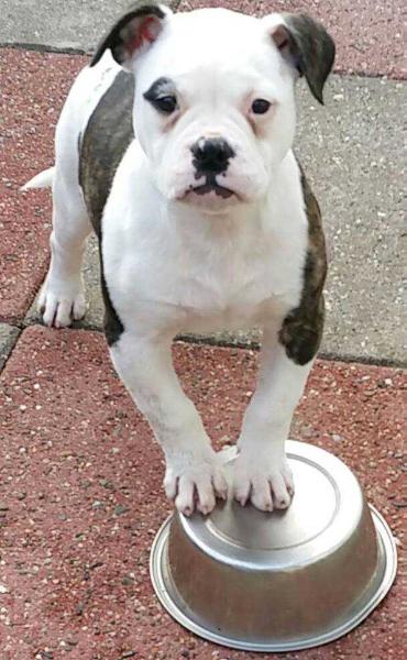 Westland Bulls Milka | American Bulldog 