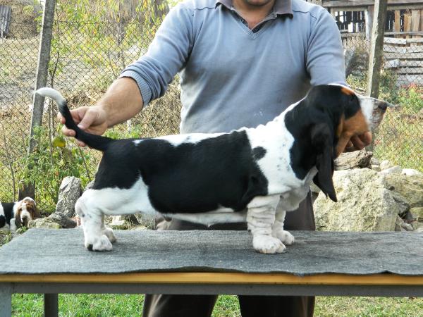 Quantas-Napoca Dayro | Basset Hound 