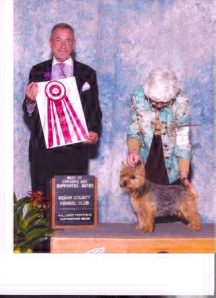 Rexroth No limit | Norwich Terrier 