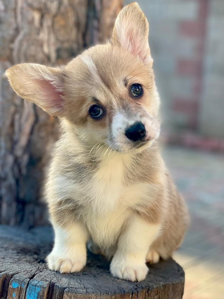 SEVASTOPOLSKIY VALS YKUDZA | Pembroke Welsh Corgi 