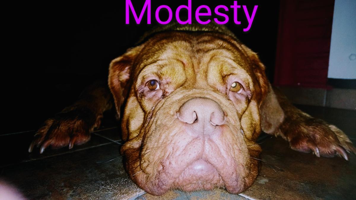 Modesty | Dogue de Bordeaux 