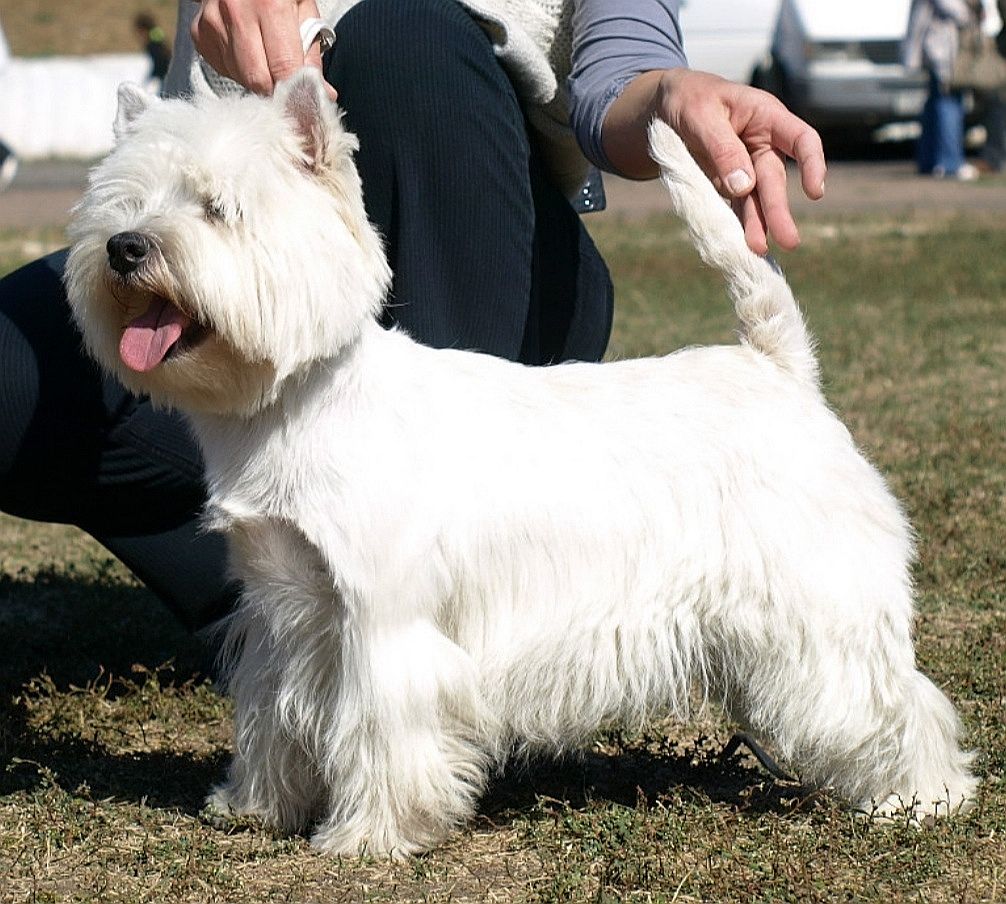 Diana Spin Spy | West Highland White Terrier 