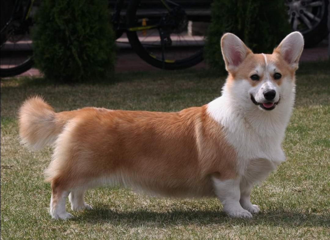Dragonjoy Jingerbread | Pembroke Welsh Corgi 