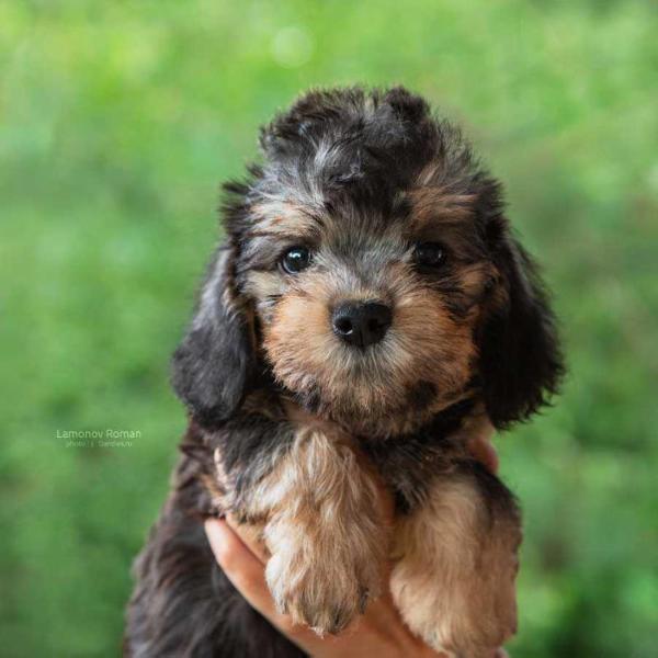 Sunny Magic Shirley | Dandie Dinmont Terrier 