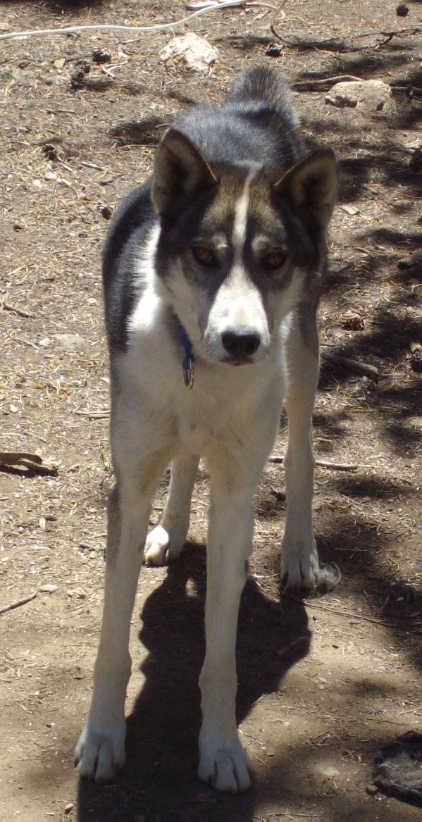 Rimrock's Sabe | Siberian Husky 