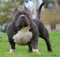 PURE BLUESQUIRE BIZ MARKIE | American Pit Bull Terrier 