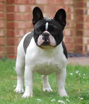 Daulokke's  Renoir Le Blance of Kingfriend | French Bulldog 