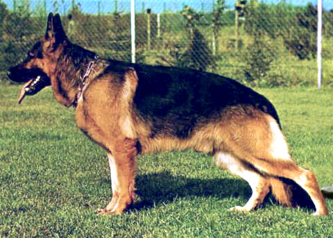 Quanto von der Wienerau | German Shepherd Dog 