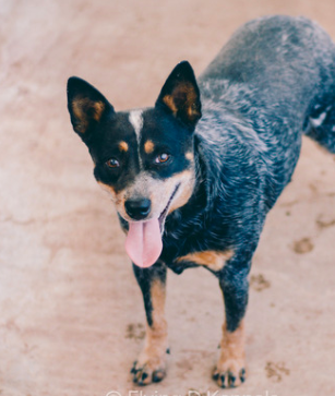 BROKEN G SOUTHERN BLUE BELL | Australian Cattle Dog 