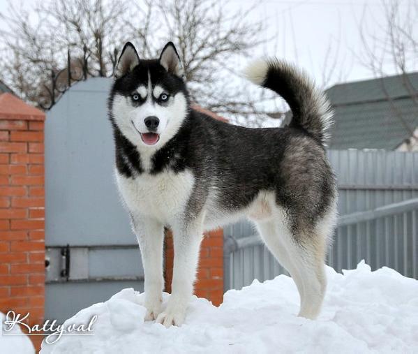 Buffalo Sabres Karnavalda | Siberian Husky 