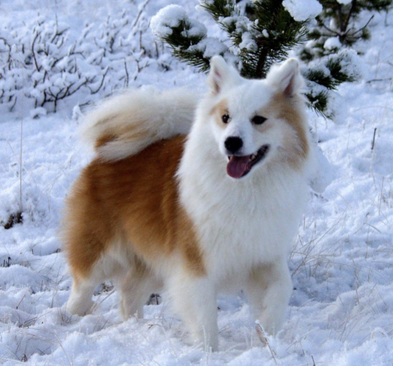 Íslandssólar Grímur - IS08937/05 | Icelandic Sheepdog 