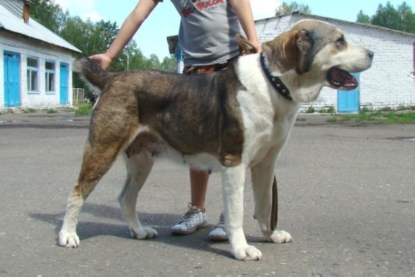 Aybet Iz Zvezdnogo Klana | Central Asian Shepherd Dog 
