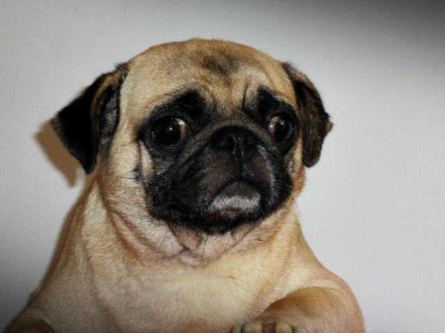 Lleo-Sanmart Mariona | Pug 