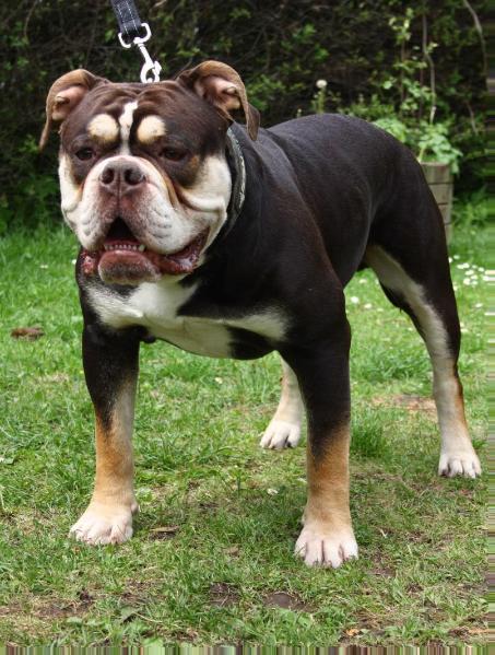 Østergaard's Magnum | Olde English Bulldogge 