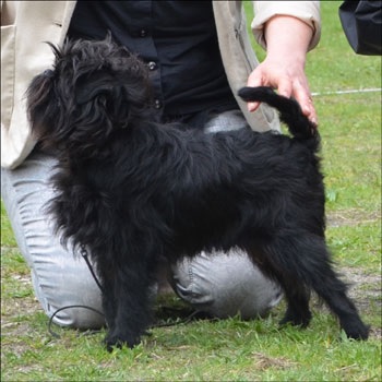 Imrun´s Frodo Baggins | Affenpinscher 