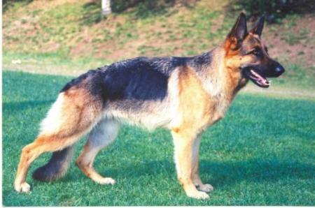 Estredet Cheer | German Shepherd Dog 