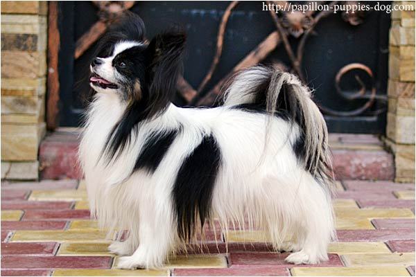 I'm Little Idefix vom Cavalierchen | Papillon 