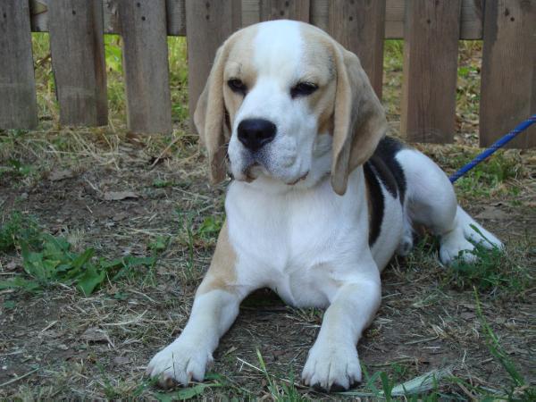 zeno del monte soratte | Beagle 