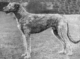 Chulainn Connacht | Irish Wolfhound 