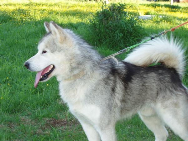 Noatak's Stormy Santana du Breeze | Alaskan Malamute 