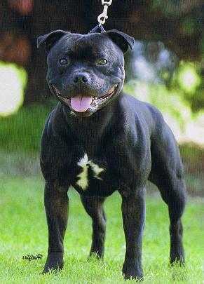 knock dance with the devil | Staffordshire Bull Terrier 