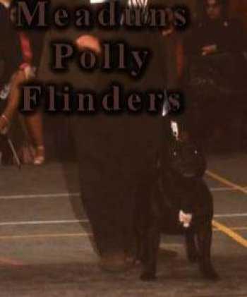 Meaduns Polly Flinders | Staffordshire Bull Terrier 