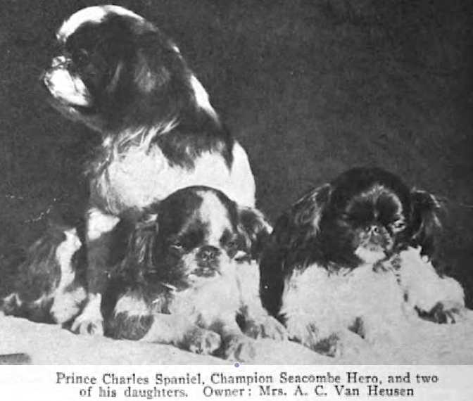 Seacombe Hero | Cavalier King Charles Spaniel 